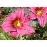 Hemerocallis Baby Betsy- Denivka