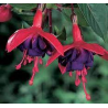 Leonita Semi Double Red -Blue Fuchsie