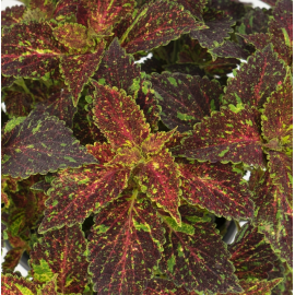Coleus Michigan Avenue-Africká kopřiva