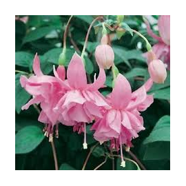 Pink Galore Fuchsie (Fuchsia La USA 1958)