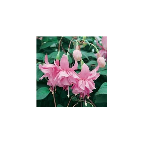Pink Galore Fuchsie (Fuchsia La USA 1958)