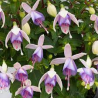 Jollies MaconFuchsie (Fuchsie)