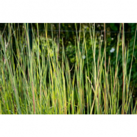 Andropogon scoparius -vousatice