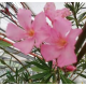 Oleandr růžový, jednoduchý, Nerium