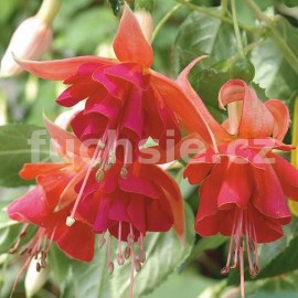 Dancing Flame Fuchsie