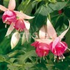 Pink Panther Fuchsie