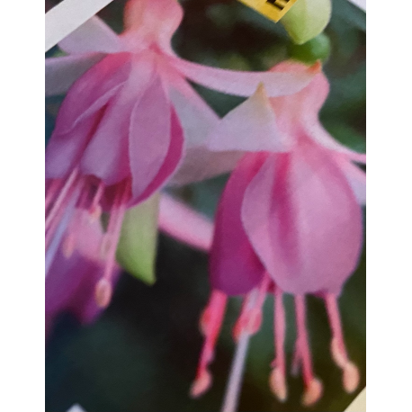Fuchsita  XL Rose-Violet