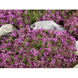Thymus citrodorus Doone Valley- mateřidouška citronová