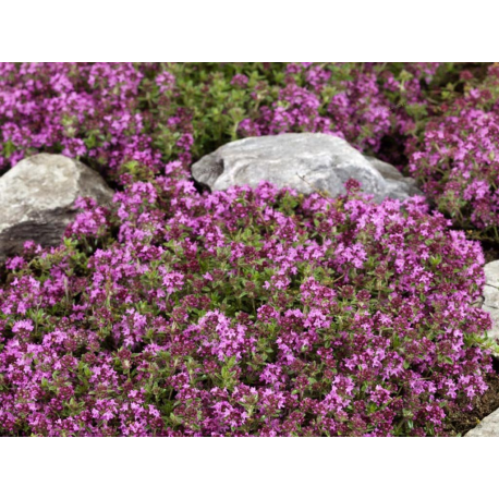 Thymus citrodorus Doone Valley- mateřidouška citronová