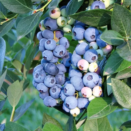 Borůvka balkonová-Vaccinium corymbosum Little Blue Wonder