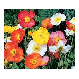 Mák- Papaver nudicaule spring fever Mix