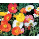 Mák- Papaver nudicaule spring fever Mix