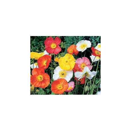 Mák- Papaver nudicaule spring fever Mix