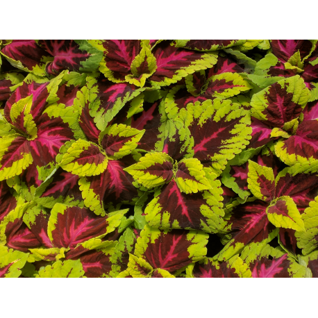 Coleus Kong rose- Afriská kopořiva