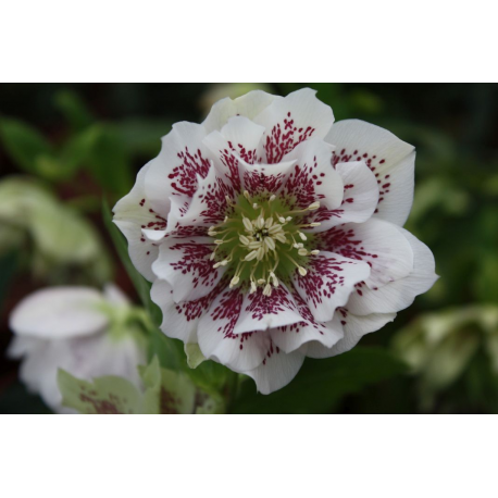 Helleborus- čemeřice- Double Ellen White Spotted