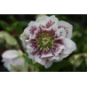 Helleborus- čemeřice- Double Ellen White Spotted