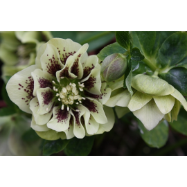 Čemeřice -Helleborus  Double Ellen Yellow