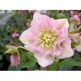 Helleborus-Čemeřice  Double Ellen Pink