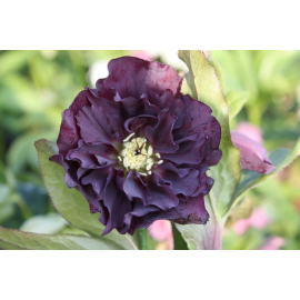 Helleborus-čemeřice- Double Ellen Purple