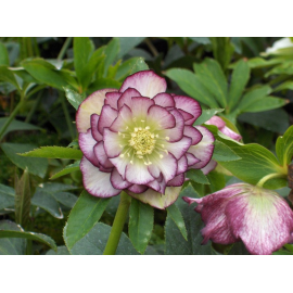 Helleborus -čemeřice,Double  Ellen Picotee