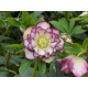 Helleborus -čemeřice, Ellen Picotee