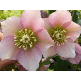 Helleborus-čemeřice- Pretty Ellen Pink