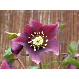 Helleborus- čemeřice, Pretty Ellen Spotted Red