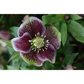 Helleborus- čemeřice- Petty Ellen Spotted