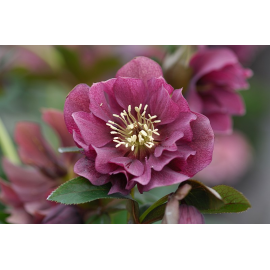 Helleborus-čemeřice, Double Ellen Red