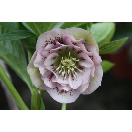 Helleborus -čemeřice,  Double Ellen Pink Spotted