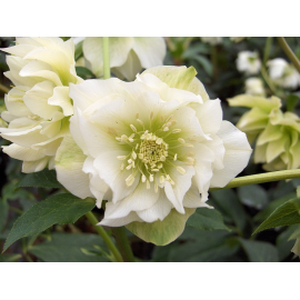 Helleborus- čemeřice, Double Ellen White