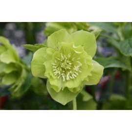 Helleborus-čemeřice, Double Ellen Green