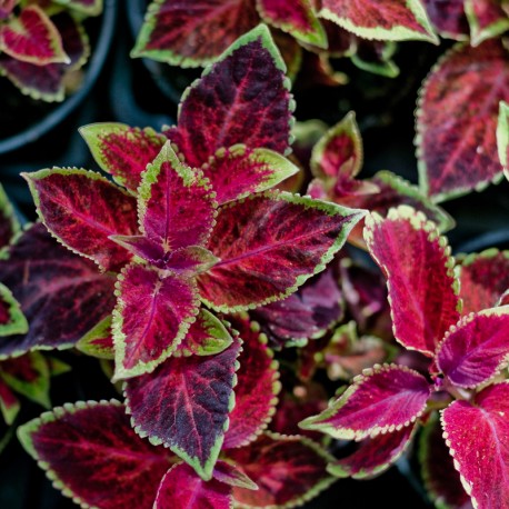 Africká kopřiva – Coleus – Wizard Velvet Red