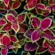 Africká kopřiva – Coleus – Wizard Velvet Red