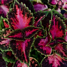 Coleus    - africká kopřiva, Wizard Coral Sun