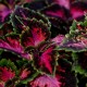 Coleus  Fifth Avenue - africká kopřiva