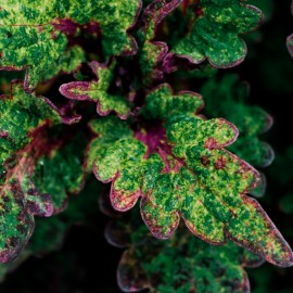 Coleus. Africká kopřiva červeno zelená