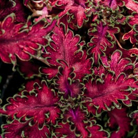 Africká kopřiva – Coleus