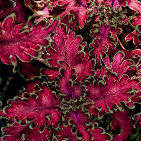 Africká kopřiva – Coleus