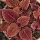 Coleus, Africká kopřiva  Redheat