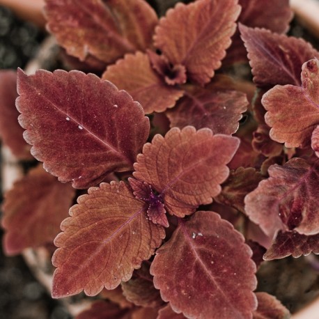 Coleus, Africká kopřiva  Redheat