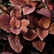 Coleus, Africká kopřiva  Redheat