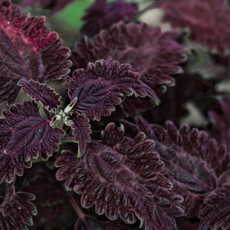 Coleus, Africká kopřiva Copa Sangria