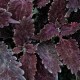 Coleus, Africká kopřiva Copa Sangria