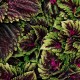 Coleus, Africká kopřiva  Kong Scarlet