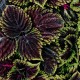 Coleus, Africká kopřiva  Kong Scarlet