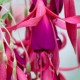 Frozen Tears Fuchsie