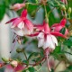 Lancashire Lad Fuchsie