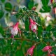 Lancashire Lad Fuchsie