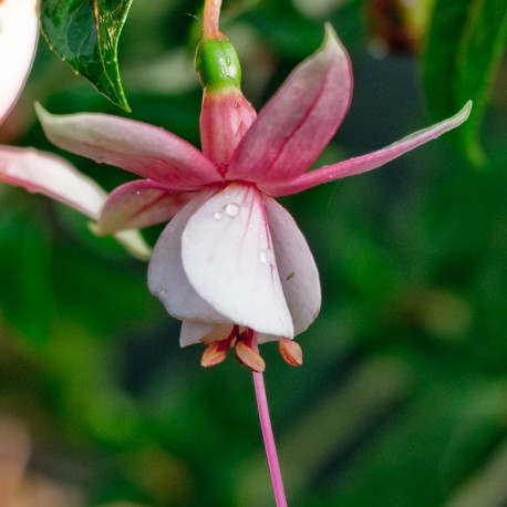 Elma Fuchsie